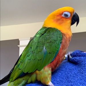 Meet your Posher, Lucy